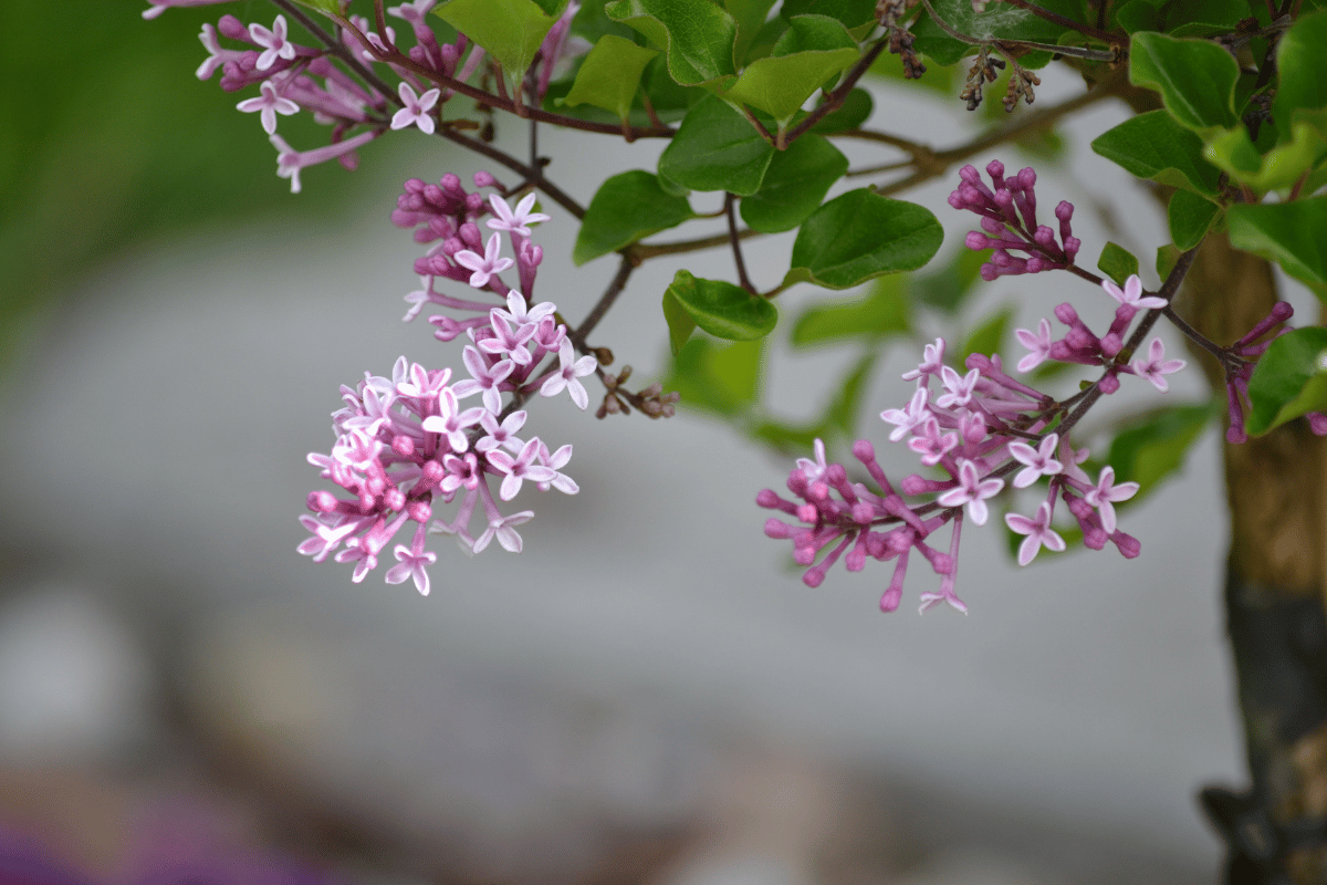 Syringa meyeri 'Palibin'.png